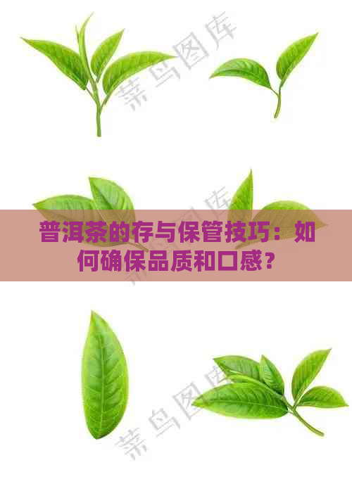 普洱茶的存与保管技巧：如何确保品质和口感？