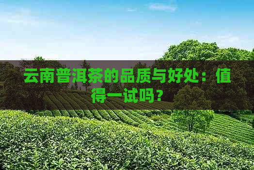 云南普洱茶的品质与好处：值得一试吗？