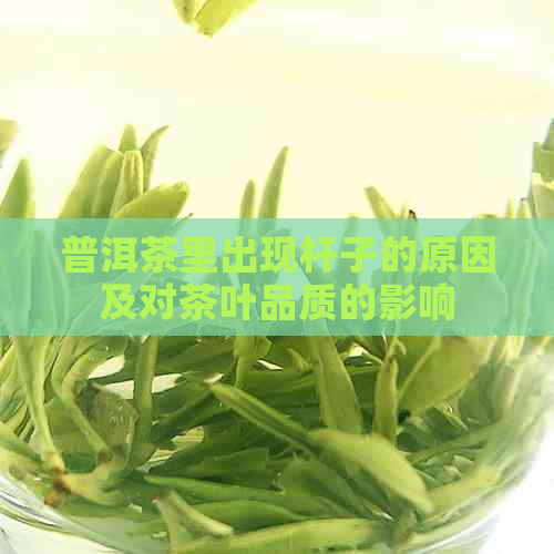 普洱茶里出现杆子的原因及对茶叶品质的影响