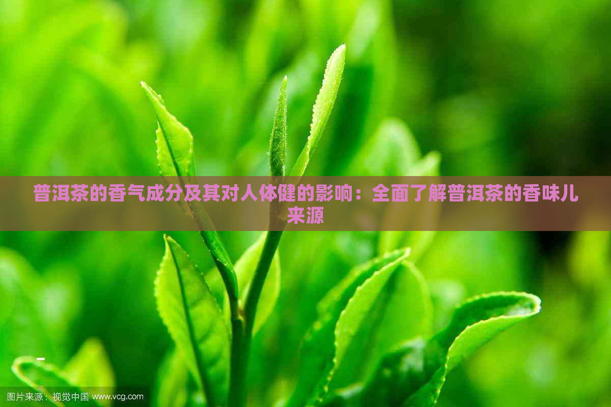 普洱茶的香气成分及其对人体健的影响：全面了解普洱茶的香味儿来源