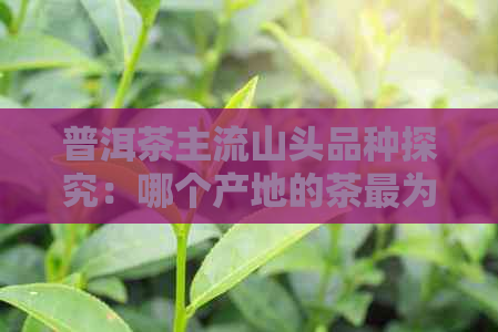 普洱茶主流山头品种探究：哪个产地的茶最为著名？