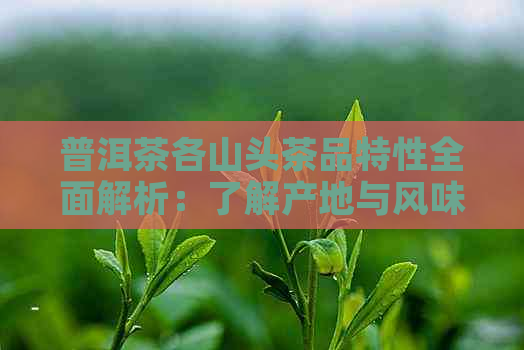 普洱茶各山头茶品特性全面解析：了解产地与风味，挑选适合自己的好茶