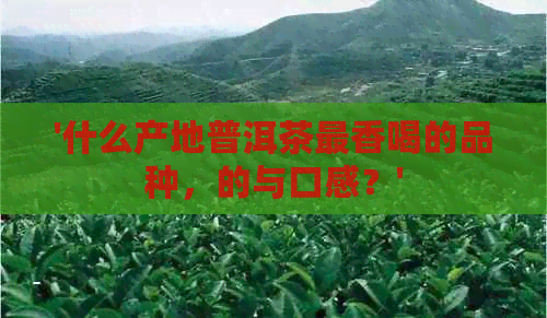 '什么产地普洱茶最香喝的品种，的与口感？'