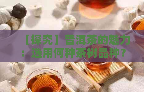 【探究】普洱茶的魅力：选用何种茶树品种？