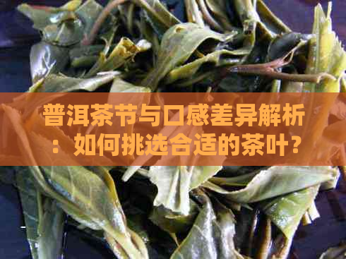 普洱茶节与口感差异解析：如何挑选合适的茶叶？