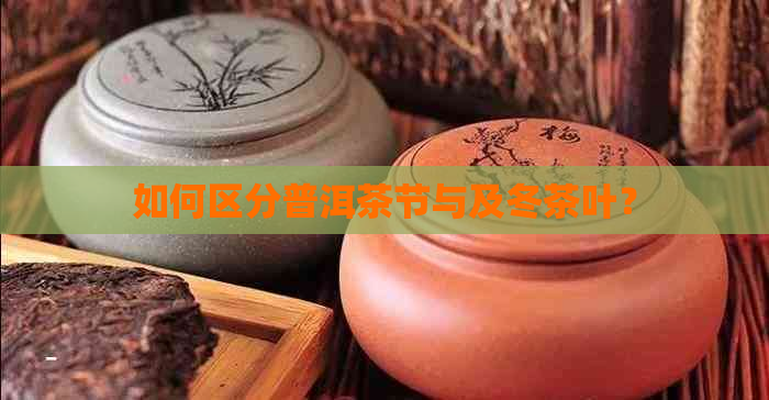 如何区分普洱茶节与及冬茶叶？