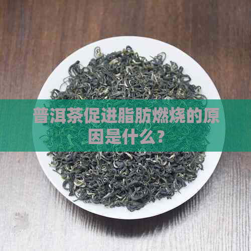 普洱茶促进脂肪燃烧的原因是什么？