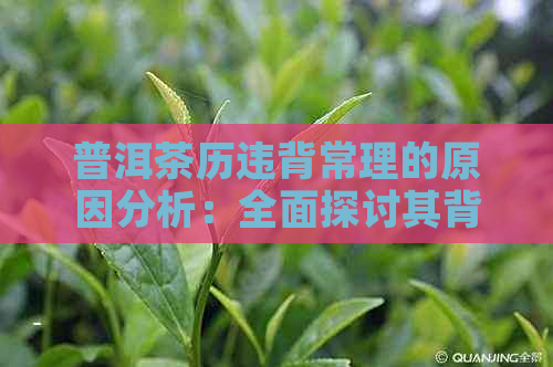 普洱茶历违背常理的原因分析：全面探讨其背后的奥秘