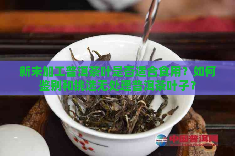 新未加工普洱茶叶是否适合食用？如何鉴别和挑选无处理普洱茶叶子？