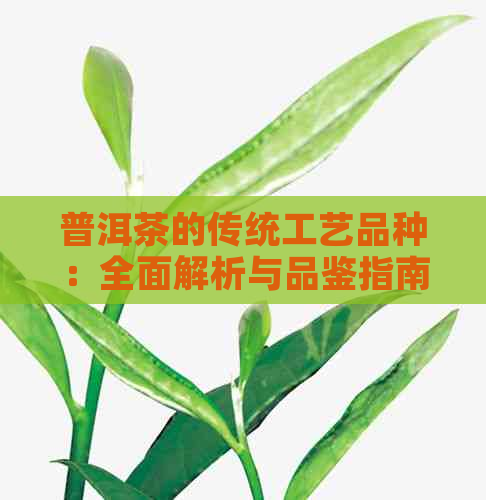 普洱茶的传统工艺品种：全面解析与品鉴指南