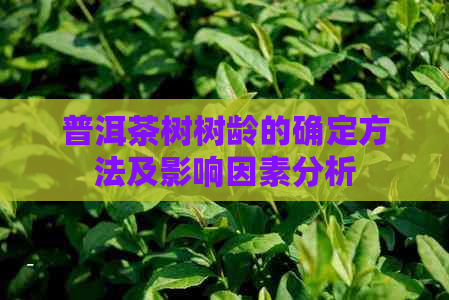 普洱茶树树龄的确定方法及影响因素分析