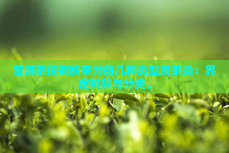 普洱茶按树龄来分的几种类型及茶类：界定树龄与分类。