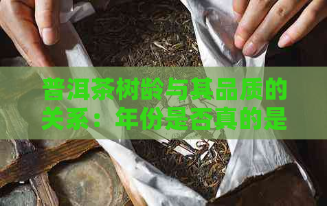 普洱茶树龄与其品质的关系：年份是否真的是决定因素？