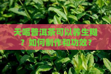 天喝普洱茶可以养生糊？如何制作和功效？