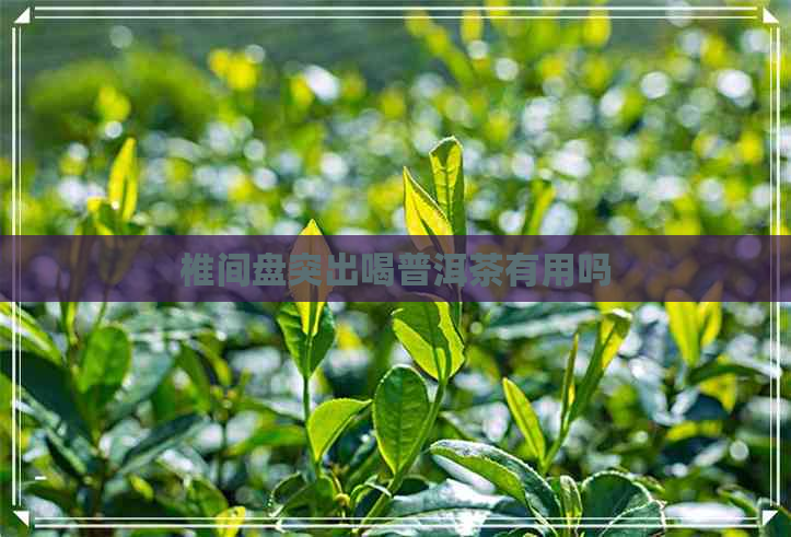 椎间盘突出喝普洱茶有用吗