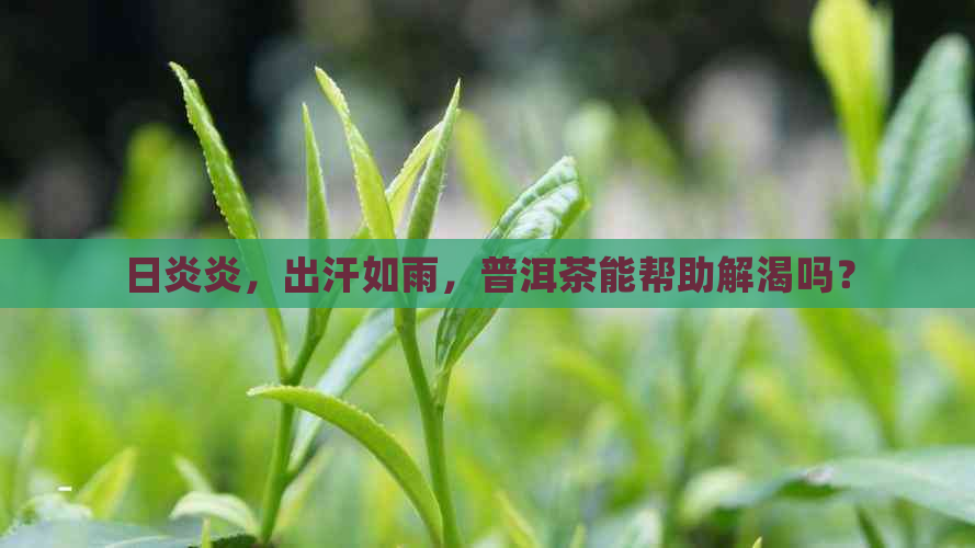 日炎炎，出汗如雨，普洱茶能帮助解渴吗？