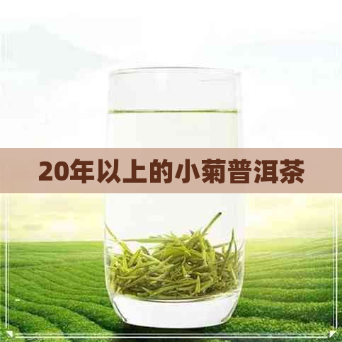 20年以上的小菊普洱茶