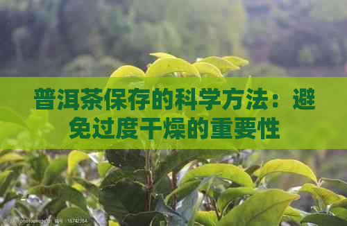 普洱茶保存的科学方法：避免过度干燥的重要性