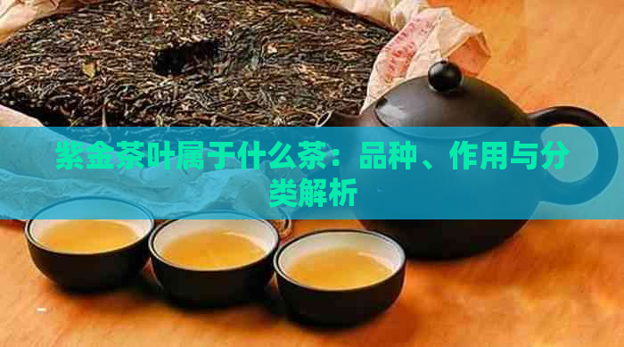 紫金茶叶属于什么茶：品种、作用与分类解析