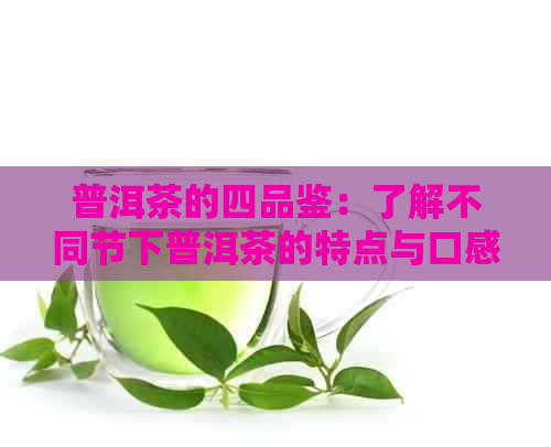 普洱茶的四品鉴：了解不同节下普洱茶的特点与口感