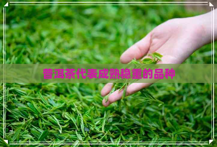 普洱茶代表成熟稳重的品种