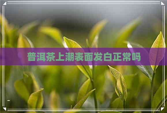 普洱茶上潮表面发白正常吗