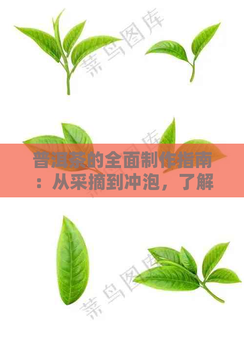 普洱茶的全面制作指南：从采摘到冲泡，了解普洱茶的每一个细节