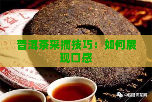 普洱茶采摘技巧：如何展现口感