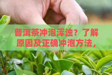 普洱茶冲泡浑浊？了解原因及正确冲泡方法，让你品尝更美味的茶香！