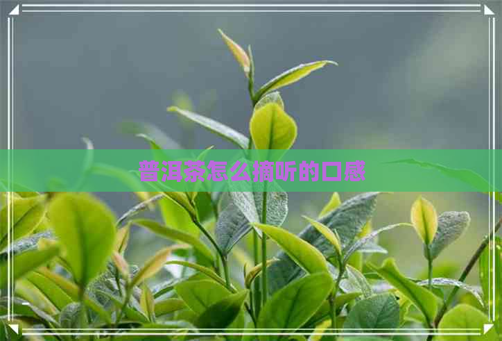 普洱茶怎么摘听的口感