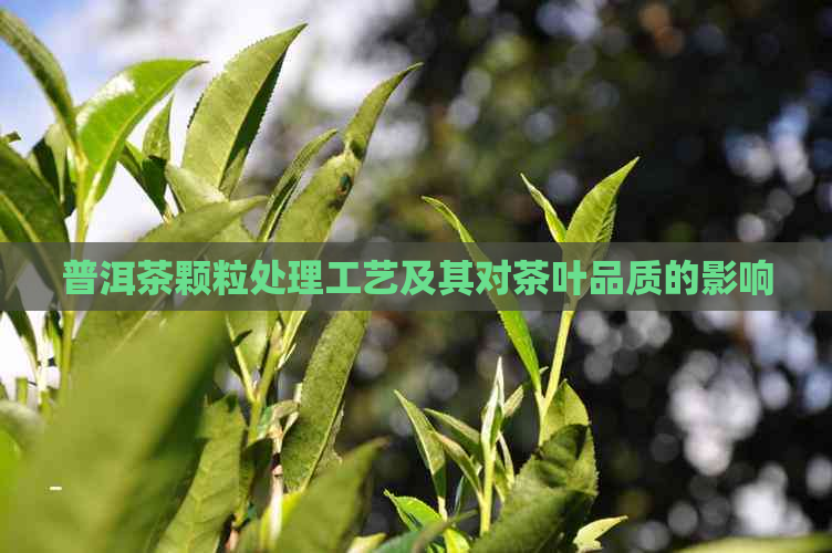 普洱茶颗粒处理工艺及其对茶叶品质的影响