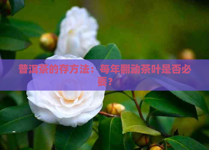 普洱茶的存方法：每年翻动茶叶是否必要？