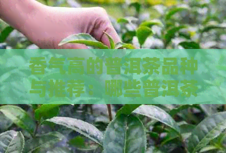 香气高的普洱茶品种与推荐：哪些普洱茶具备高香气？