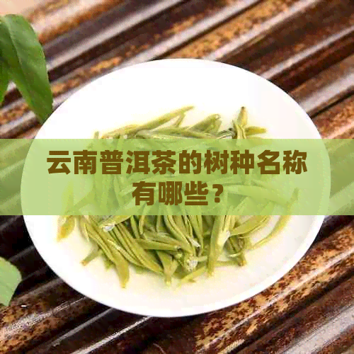 云南普洱茶的树种名称有哪些？