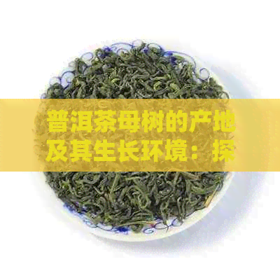 普洱茶母树的产地及其生长环境：探索世界茶王的根源