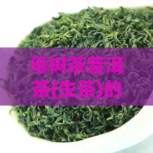 母树茶普洱茶(生茶)的制作过程与品质特点