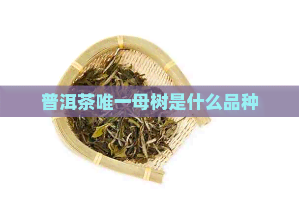 普洱茶唯一母树是什么品种