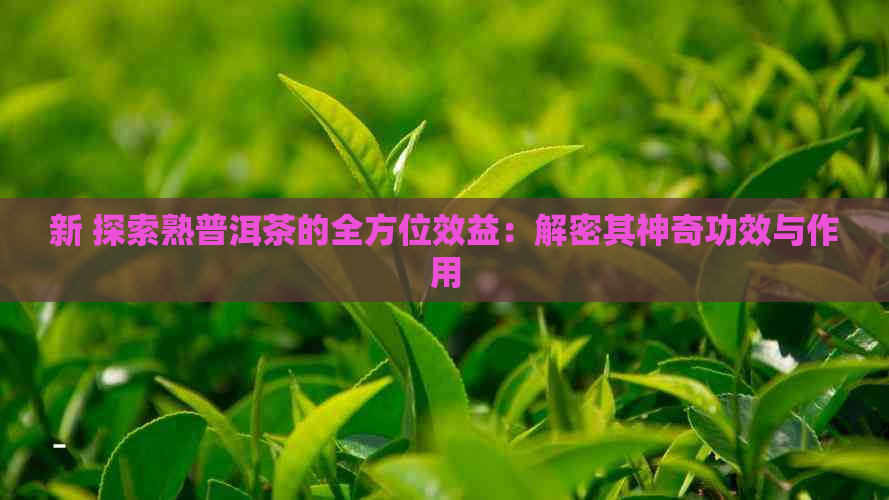 新 探索熟普洱茶的全方位效益：解密其神奇功效与作用