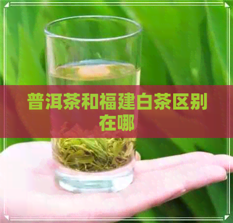 普洱茶和福建白茶区别在哪