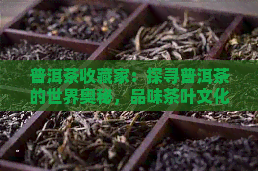 普洱茶收藏家：探寻普洱茶的世界奥秘，品味茶叶文化的千年传承