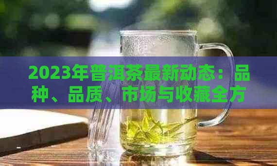 2023年普洱茶最新动态：品种、品质、市场与收藏全方位解析