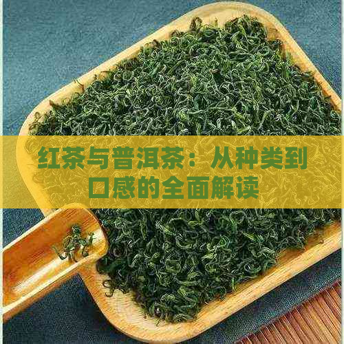 红茶与普洱茶：从种类到口感的全面解读