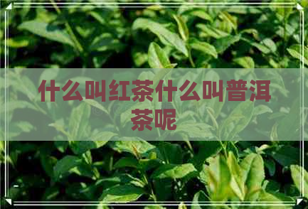 什么叫红茶什么叫普洱茶呢