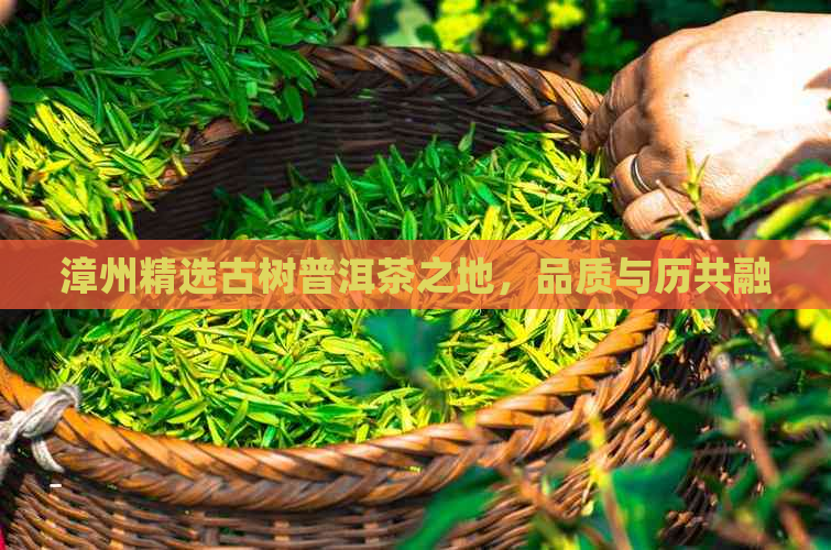 漳州精选古树普洱茶之地，品质与历共融