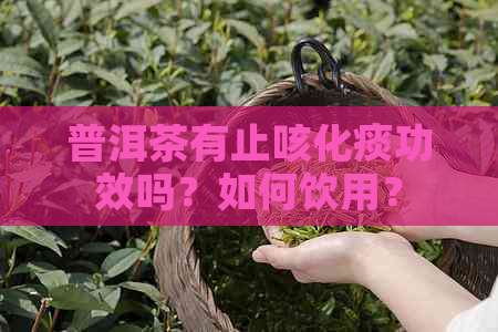 普洱茶有止咳化痰功效吗？如何饮用？