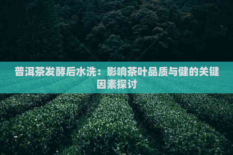 普洱茶发酵后水洗：影响茶叶品质与健的关键因素探讨