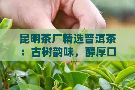 昆明茶厂精选普洱茶：古树韵味，醇厚口感的完美融合