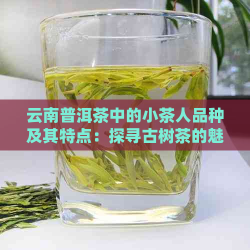 云南普洱茶中的小茶人品种及其特点：探寻古树茶的魅力