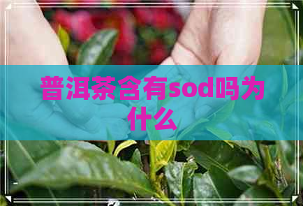 普洱茶含有sod吗为什么