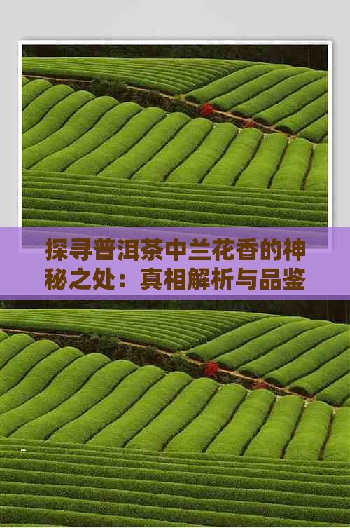 探寻普洱茶中兰花香的神秘之处：真相解析与品鉴技巧